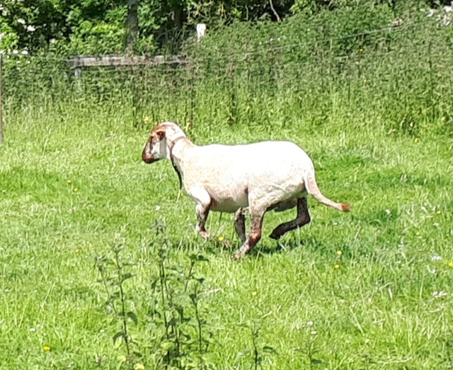 prentje