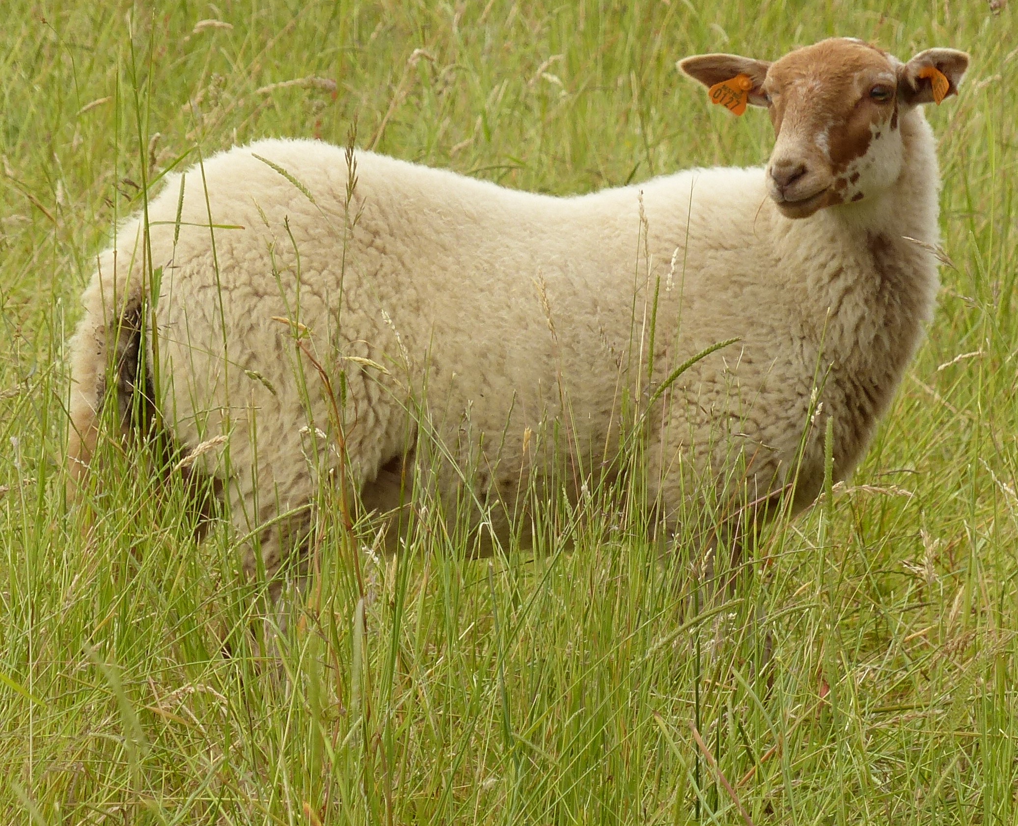 prentje